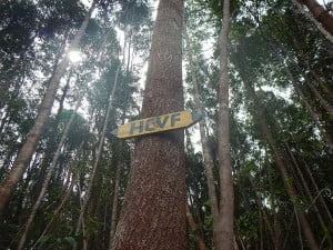 Konsep HCVF (High Conservation Value Forest)