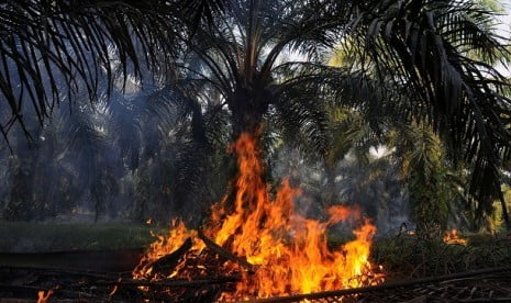 kebakaran lahan, kebakaran industri kelapa sawit