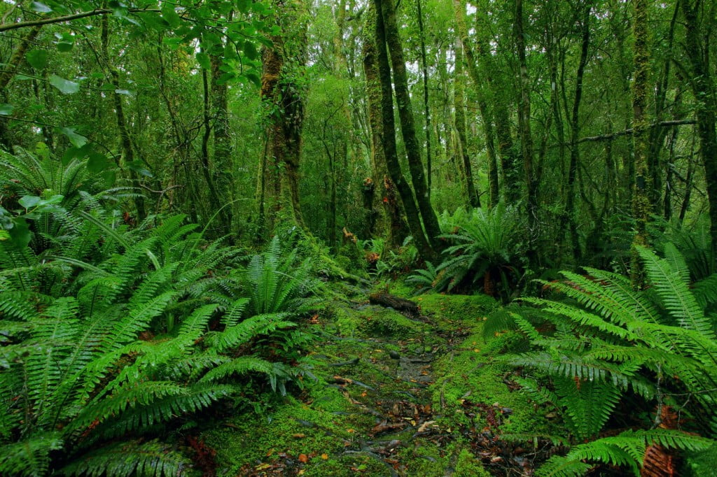 hutan adat,hutan negara
