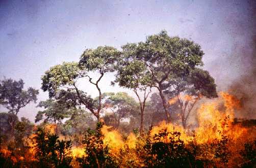 modus pembakaran hutan, greenpeace, pembakaran hutan
