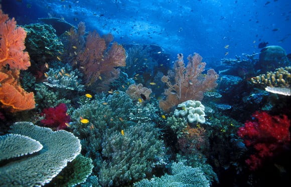 kerusakan biota laut, indonesi, sigining blue,