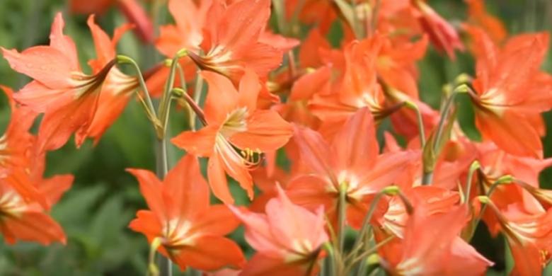 Kisah Bunga Amarilis, Bunga Yang tumbuh Satu Tahun Sekali