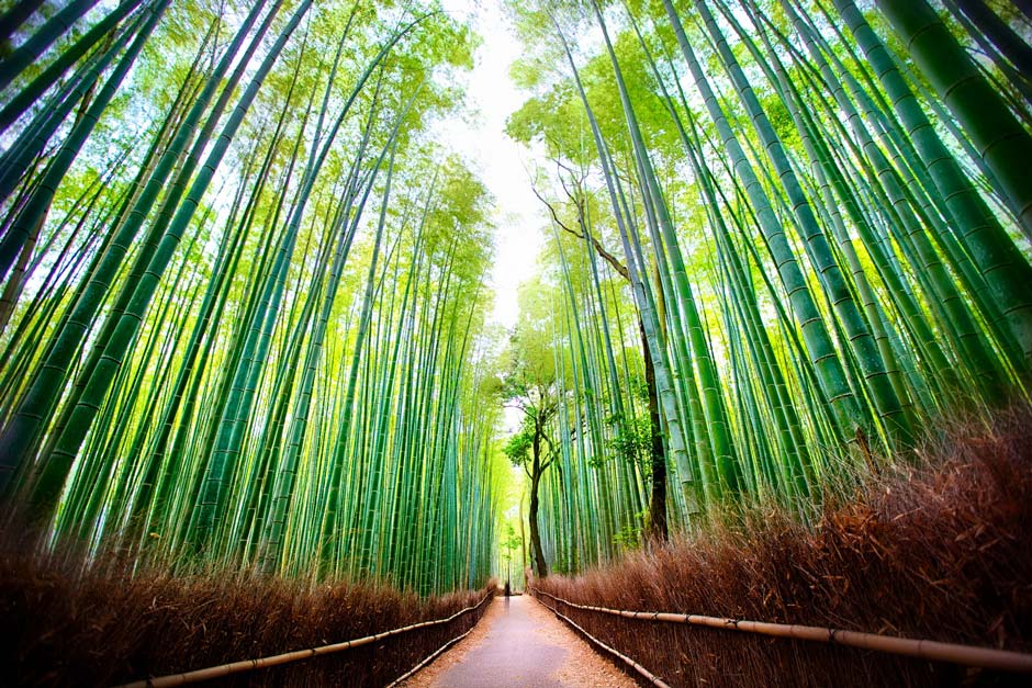 bambu-jepang