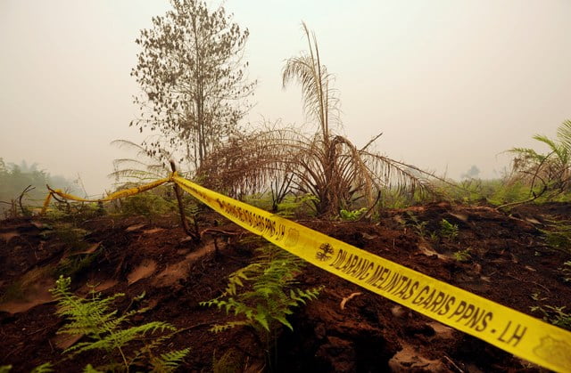 Kementerian Akan Ambil Alih Lahan Perusahaan Pembakar Hutan  