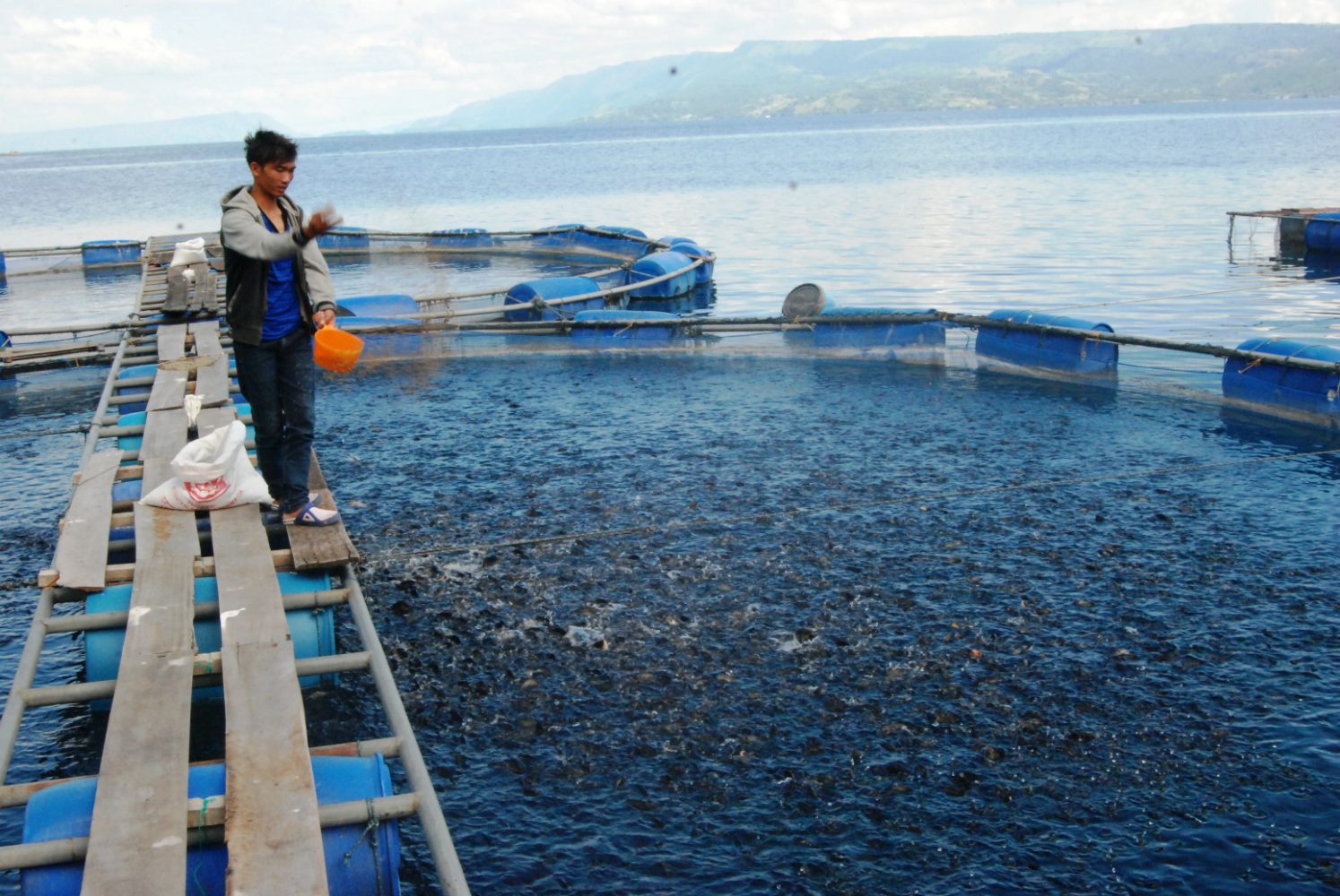 5500 Koleksi Contoh Budidaya Ikan Air Laut Terbaru